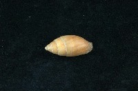 藏品(咖啡筆螺)的圖片